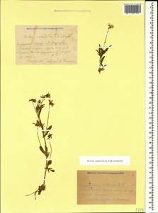 Viola tricolor subsp. alpestris (Ging.) Ces., Caucasus, Krasnodar Krai & Adygea (K1a) (Russia)