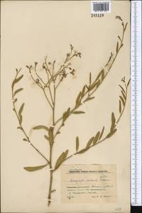 Poacynum pictum (Schrenk) Baill., Middle Asia, Muyunkumy, Balkhash & Betpak-Dala (M9) (Kazakhstan)