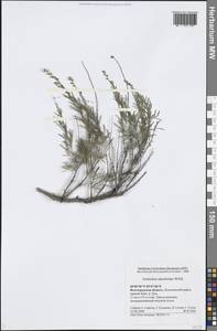 Artemisia salsoloides Willd., Eastern Europe, Lower Volga region (E9) (Russia)