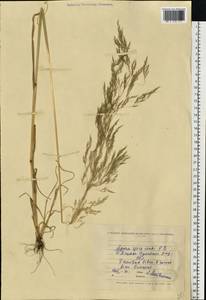 Apera spica-venti (L.) P.Beauv., Eastern Europe, North Ukrainian region (E11) (Ukraine)