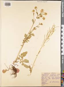 Barbarea vulgaris W. T. Aiton, Eastern Europe, Central region (E4) (Russia)