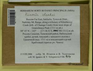 Arctoa starkei (F. Weber & D. Mohr) Loeske, Bryophytes, Bryophytes - Russian Far East (excl. Chukotka & Kamchatka) (B20) (Russia)