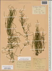 Equisetum arvense L., Caucasus, Armenia (K5) (Armenia)