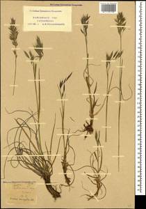 Bromus variegatus M.Bieb., Caucasus, Krasnodar Krai & Adygea (K1a) (Russia)