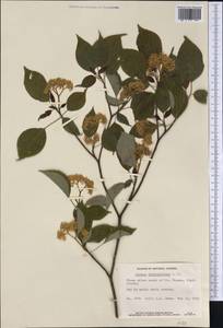 Cornus alternifolia L.f., America (AMER) (Canada)