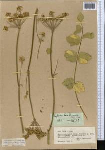 Semenovia dasycarpa (Regel & Schmalh.) Korovin ex Pimenov & V. N. Tikhom., Middle Asia, Pamir & Pamiro-Alai (M2) (Tajikistan)