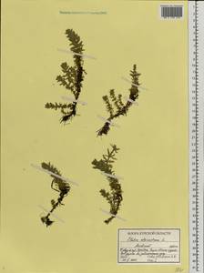 Elatine alsinastrum L., Eastern Europe, Central forest-and-steppe region (E6) (Russia)