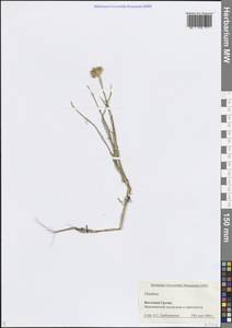 Dianthus, Caucasus, Georgia (K4) (Georgia)