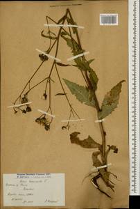 Picris hieracioides L., Caucasus, Armenia (K5) (Armenia)