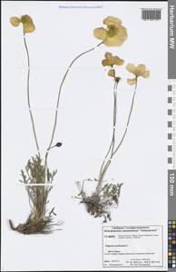 Oreomecon nudicaulis subsp. nudicaulis, Siberia, Central Siberia (S3) (Russia)