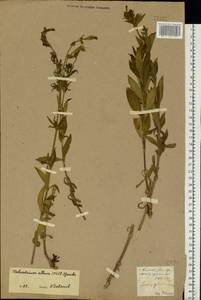 Silene latifolia subsp. alba (Mill.) Greuter & Burdet, Eastern Europe, North Ukrainian region (E11) (Ukraine)