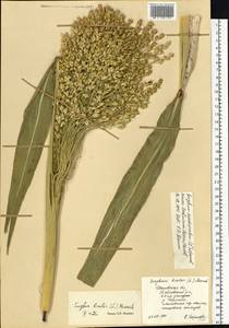 Sorghum bicolor (L.) Moench, Eastern Europe, Central forest region (E5) (Russia)