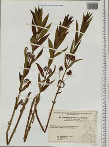 Lysimachia thyrsiflora L., Siberia, Russian Far East (S6) (Russia)