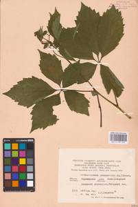 Parthenocissus quinquefolia (L.) Planch., Eastern Europe, Central forest-and-steppe region (E6) (Russia)