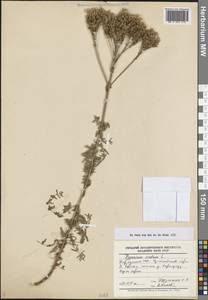 Hypericum scabrum L., Middle Asia, Northern & Central Tian Shan (M4) (Kyrgyzstan)