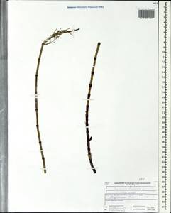 Equisetum fluviatile L., Eastern Europe, Central forest region (E5) (Russia)