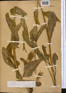Doronicum altaicum Pall., Middle Asia, Northern & Central Tian Shan (M4) (Kazakhstan)