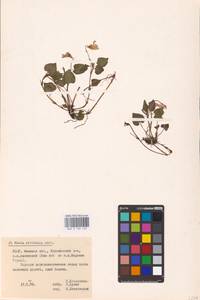Viola riviniana Rchb., Eastern Europe, Belarus (E3a) (Belarus)