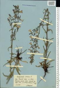 Campanula sibirica L., Eastern Europe, Central forest-and-steppe region (E6) (Russia)