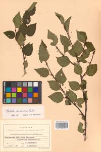 Betula davurica Pall., Siberia, Chukotka & Kamchatka (S7) (Russia)
