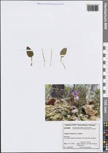 Calypso bulbosa (L.) Oakes, Siberia, Central Siberia (S3) (Russia)