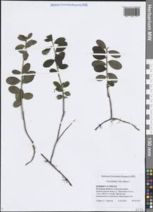 Vaccinium vitis-idaea L., Eastern Europe, Central region (E4) (Russia)