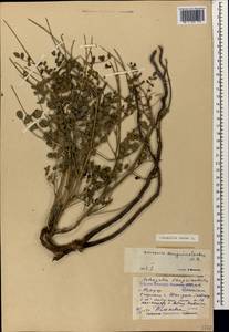 Coronilla varia L., Caucasus, Dagestan (K2) (Russia)