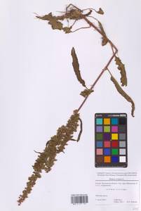 Rumex crispus L., Eastern Europe, Moscow region (E4a) (Russia)