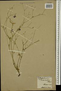 Delphinium consolida subsp. divaricatum (Ledeb.) A. Nyár., Caucasus, Armenia (K5) (Armenia)