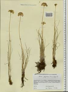 Allium polyrhizum Turcz. ex Regel, Siberia, Baikal & Transbaikal region (S4) (Russia)