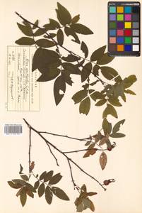 Rosa davurica Pall., Siberia, Russian Far East (S6) (Russia)