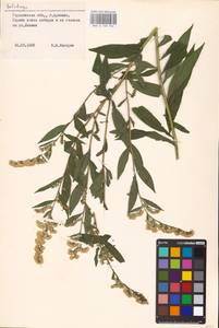 Solidago, Eastern Europe, Volga-Kama region (E7) (Russia)