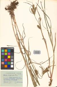 Carex kirganica Kom., Siberia, Russian Far East (S6) (Russia)