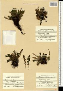 Asplenium ceterach subsp. ceterach, Crimea (KRYM) (Russia)