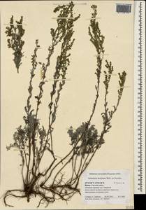 Artemisia lercheana Weber ex Stechm., Crimea (KRYM) (Russia)