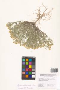 Odontarrhena tortuosa subsp. tortuosa, Eastern Europe, Lower Volga region (E9) (Russia)