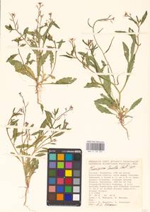 Chorispora tenella (Pall.) DC., Eastern Europe, Lower Volga region (E9) (Russia)