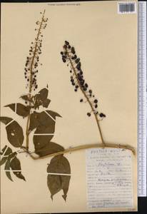 Phytolacca, America (AMER) (Peru)