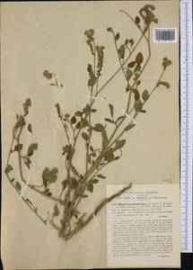 Heliotropium suaveolens subsp. bocconei (Guss.) Brummitt, Western Europe (EUR) (Italy)