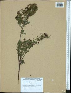 Spiraea crenata L., Eastern Europe, Central region (E4) (Russia)