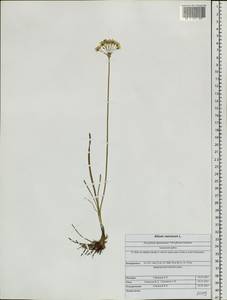 Allium ramosum L., Siberia, Altai & Sayany Mountains (S2) (Russia)