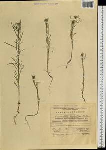 Dontostemon micranthus C. A. Mey., Siberia, Baikal & Transbaikal region (S4) (Russia)