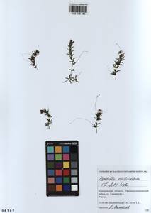 KUZ 018 186, Hydrilla verticillata (L.f.) Royle, Siberia, Altai & Sayany Mountains (S2) (Russia)