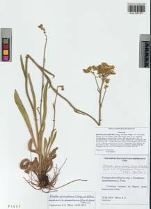 Pilosella echioides subsp. proceriformis (Nägeli & Peter) S. Bräut. & Greuter, Siberia, Altai & Sayany Mountains (S2) (Russia)
