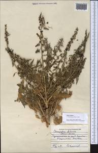 Blitum virgatum subsp. virgatum, Middle Asia, Pamir & Pamiro-Alai (M2) (Uzbekistan)