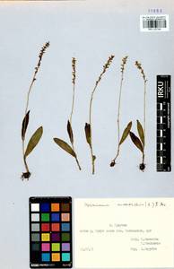 Herminium monorchis (L.) R.Br., Siberia, Baikal & Transbaikal region (S4) (Russia)