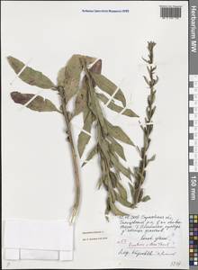 Oenothera biennis L., Eastern Europe, Lower Volga region (E9) (Russia)