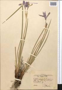 Luzula pallescens Sw., Middle Asia, Muyunkumy, Balkhash & Betpak-Dala (M9) (Kazakhstan)