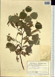 Tilia amurensis var. sibirica (Fisch. ex Bayer) Y. C. Zhu, Siberia, Central Siberia (S3) (Russia)