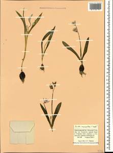 Scilla monanthos K.Koch, Caucasus, Black Sea Shore (from Novorossiysk to Adler) (K3) (Russia)